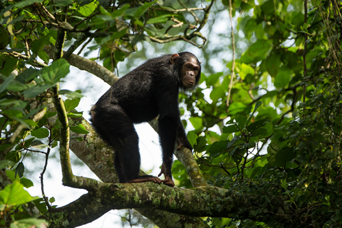 Chimpanzee Trekking in Virunga National Park