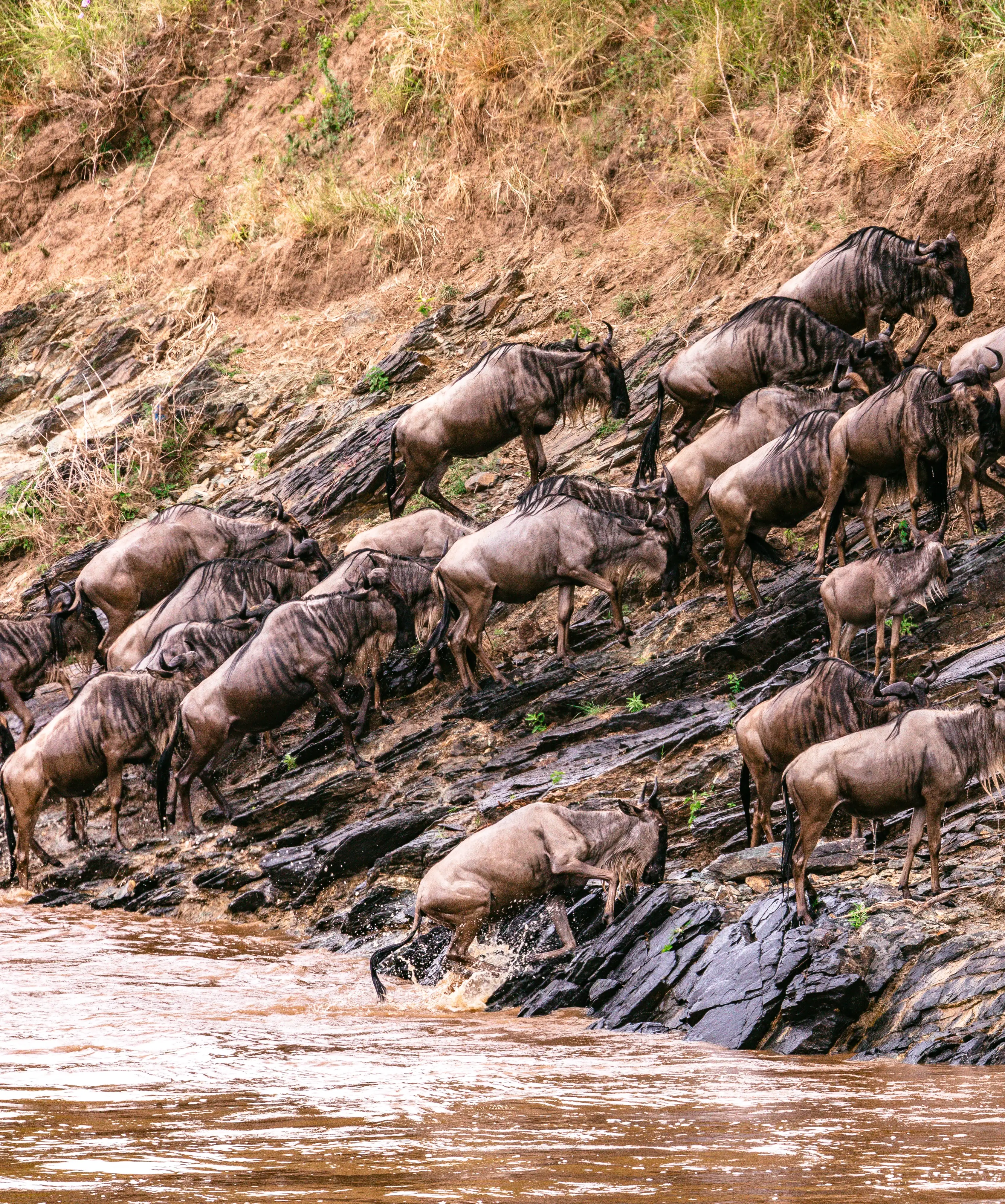 Elephants in Kidepo Valley National Park