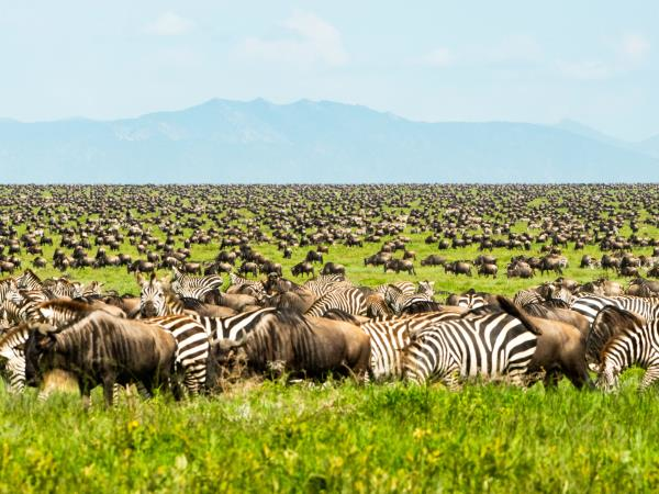 Serengeti