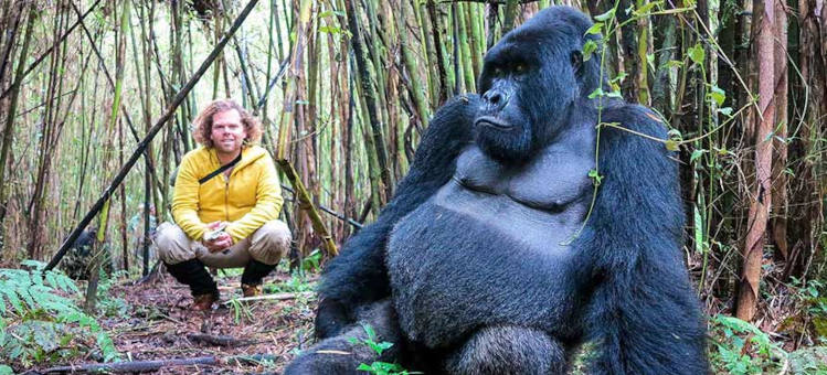 Mountain Gorilla in Bwindi